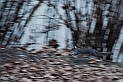 Torino 06_03_2011 - Scoiattolo_12